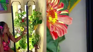 My Hydroponic Flower Garden Tour: Transform your space into Blooming Beauty